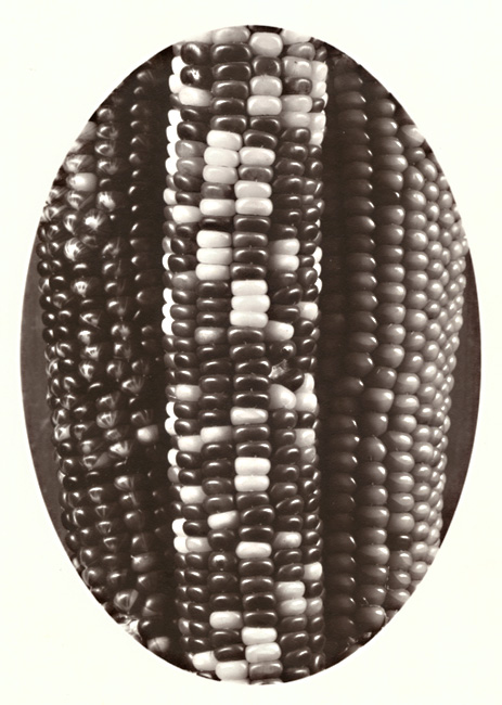 George A. Eisenman - Indian Corn George A. Eisenman - Indian Corn