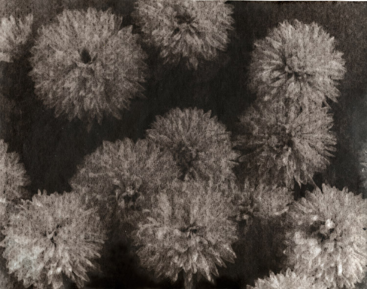George A. Eisenman - Chrysanthemums George A. Eisenman - Chrysanthemums