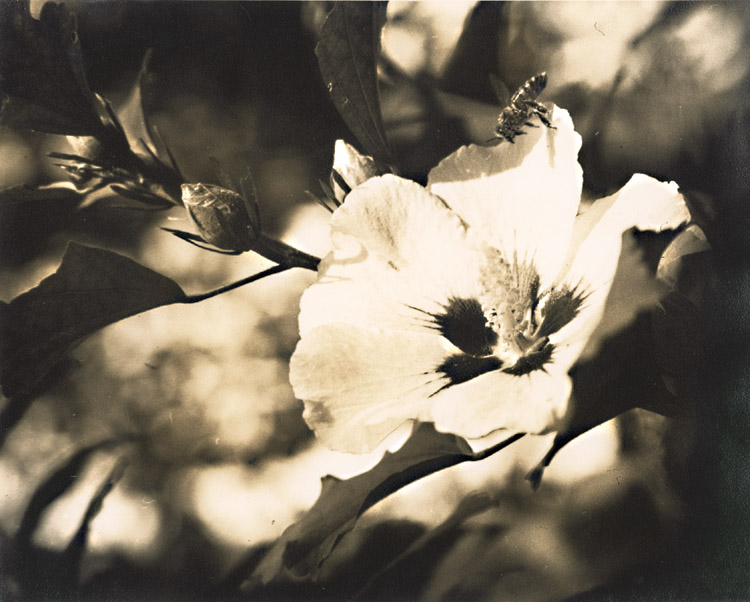 George A. Eisenman - Bee and Rose of Sharon Flower George A. Eisenman - Bee and Rose of Sharon Flower