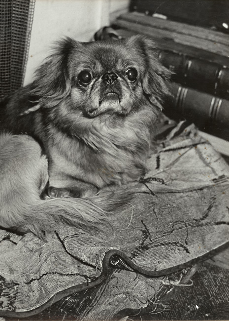 Brassai (Gyula Halasz) - A Pekinese Brassai (Gyula Halasz) - A Pekinese