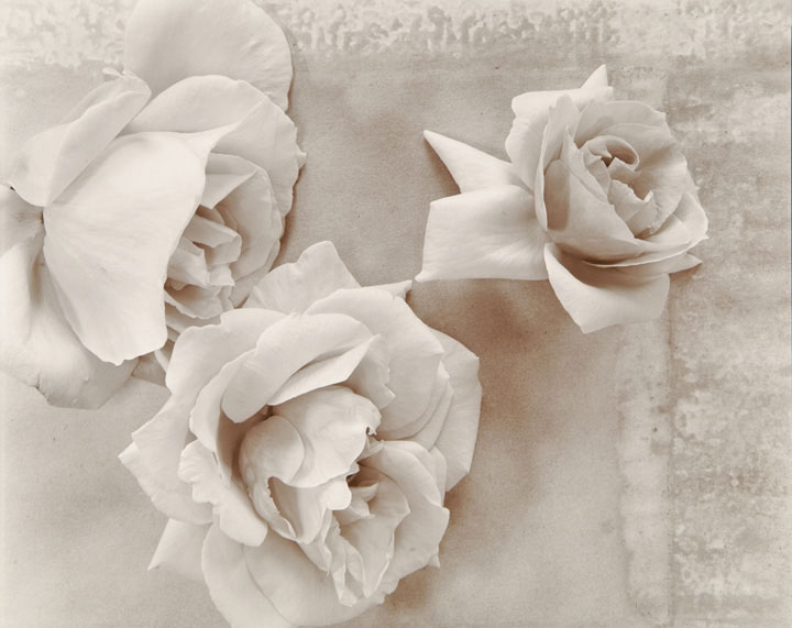 Olivia Parker - Roses (from "Lost Objects portfolio) Olivia Parker - Roses (from "Lost Objects portfolio)