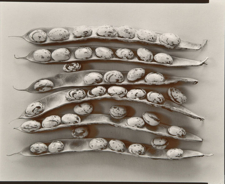 Olivia Parker - Shell Beans (from "Lost Objects portfolio) Olivia Parker - Shell Beans (from "Lost Objects portfolio)