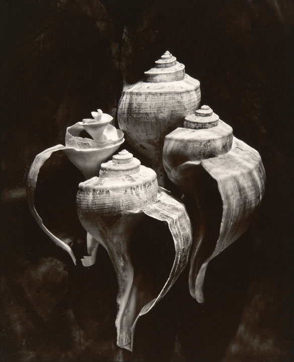 Olivia Parker - Whelks (from "Lost Objects portfolio) Olivia Parker - Whelks (from "Lost Objects portfolio)