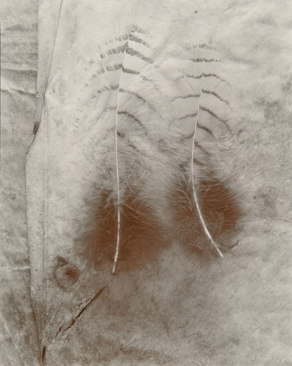 Olivia Parker - Two Feathers (from "Lost Objects portfolio) Olivia Parker - Two Feathers (from "Lost Objects portfolio)