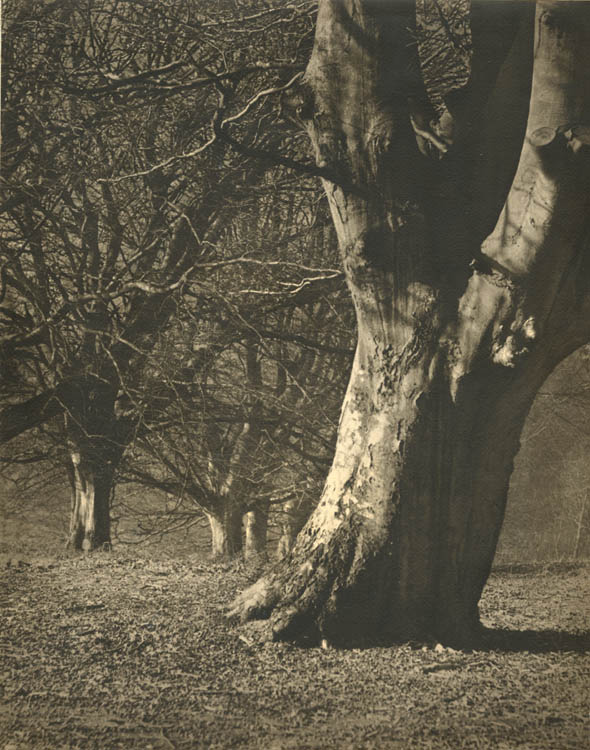 Frank Harbidge - Forest Glory Frank Harbidge - Forest Glory