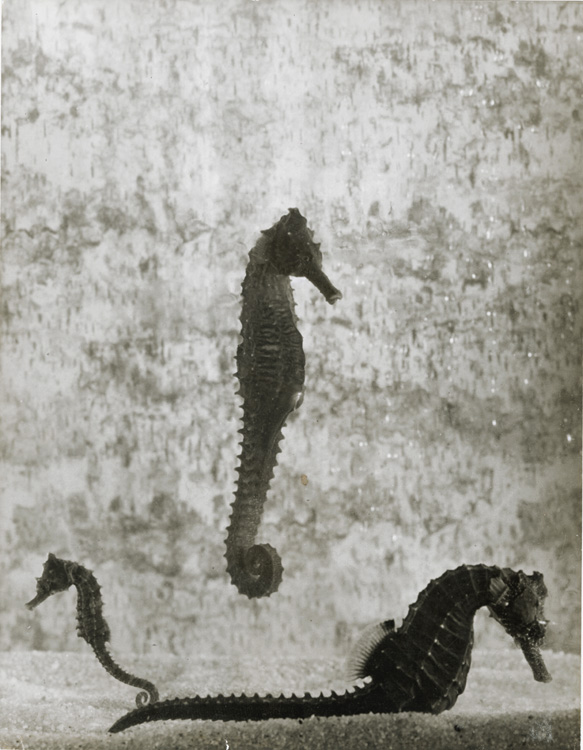 Gjon Mili - Sea Horses
