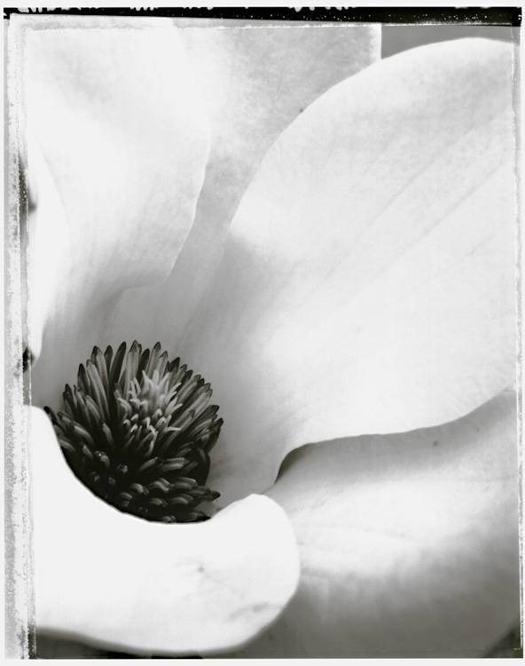 Magnolia No. 1