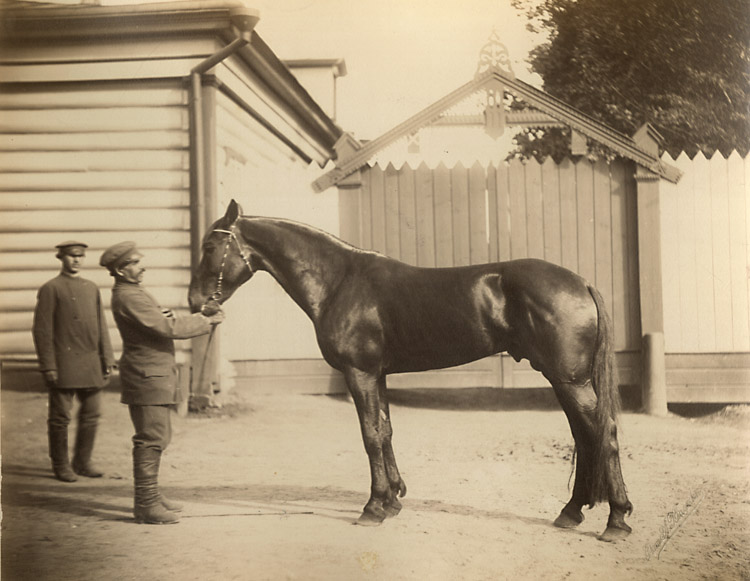 Nikolai Digg - Stallion, Moscow, Russia