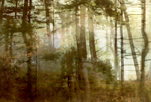 Lisa Holden - Pine Forest I (from Series "Constructed Landscapes") Lisa Holden - Pine Forest I (from Series "Constructed Landscapes")
