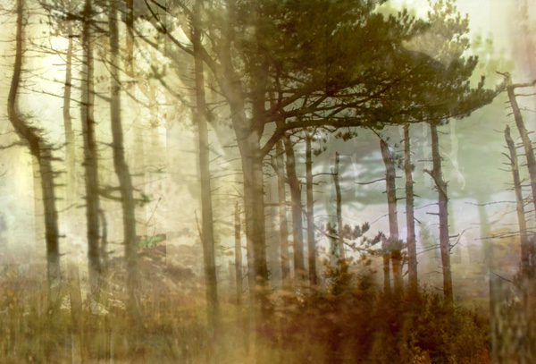 Lisa Holden - Pine Forest II (from Series "Constructed Landscapes") Lisa Holden - Pine Forest II (from Series "Constructed Landscapes")