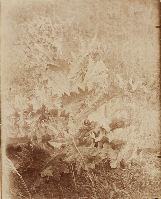 Jean-Eugene-Auguste Atget - Chardon de Jardin (Gardin Thistle) Jean-Eugene-Auguste Atget - Chardon de Jardin (Gardin Thistle)
