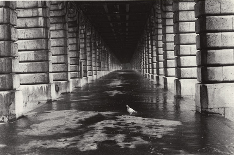 Edouard Boubat - Pigeon, Paris Edouard Boubat - Pigeon, Paris