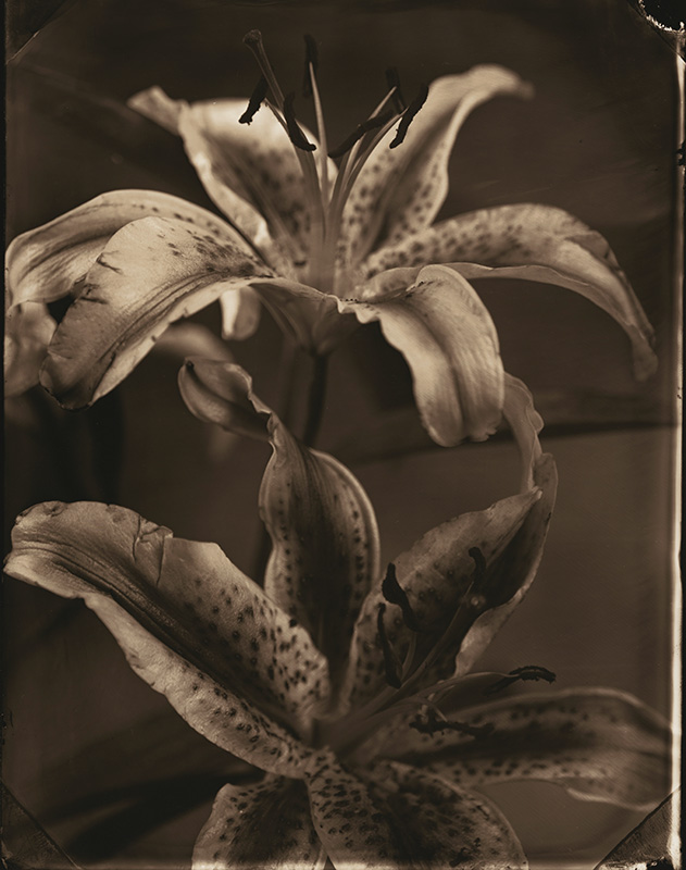 Tom Baril - Lilies Tom Baril - Lilies