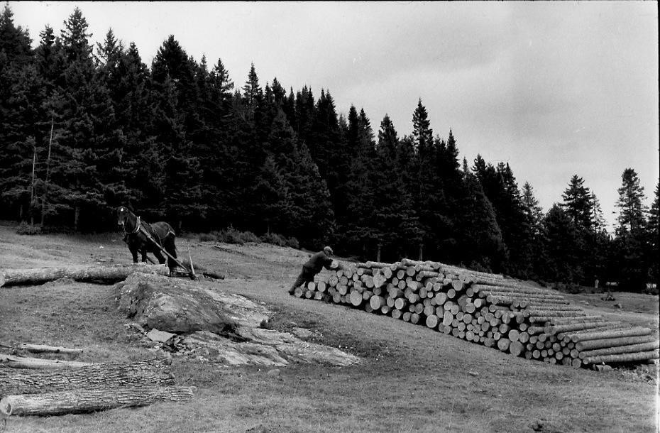 Henri Cartier-Bresson - Logging Operation, Quebec, Canada Henri Cartier-Bresson - Logging Operation, Quebec, Canada