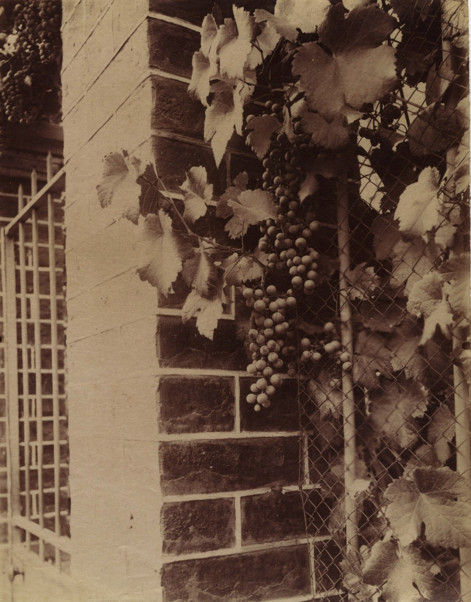 Jean-Eugene-Auguste Atget - Vigne (Grape Vine) Jean-Eugene-Auguste Atget - Vigne (Grape Vine)