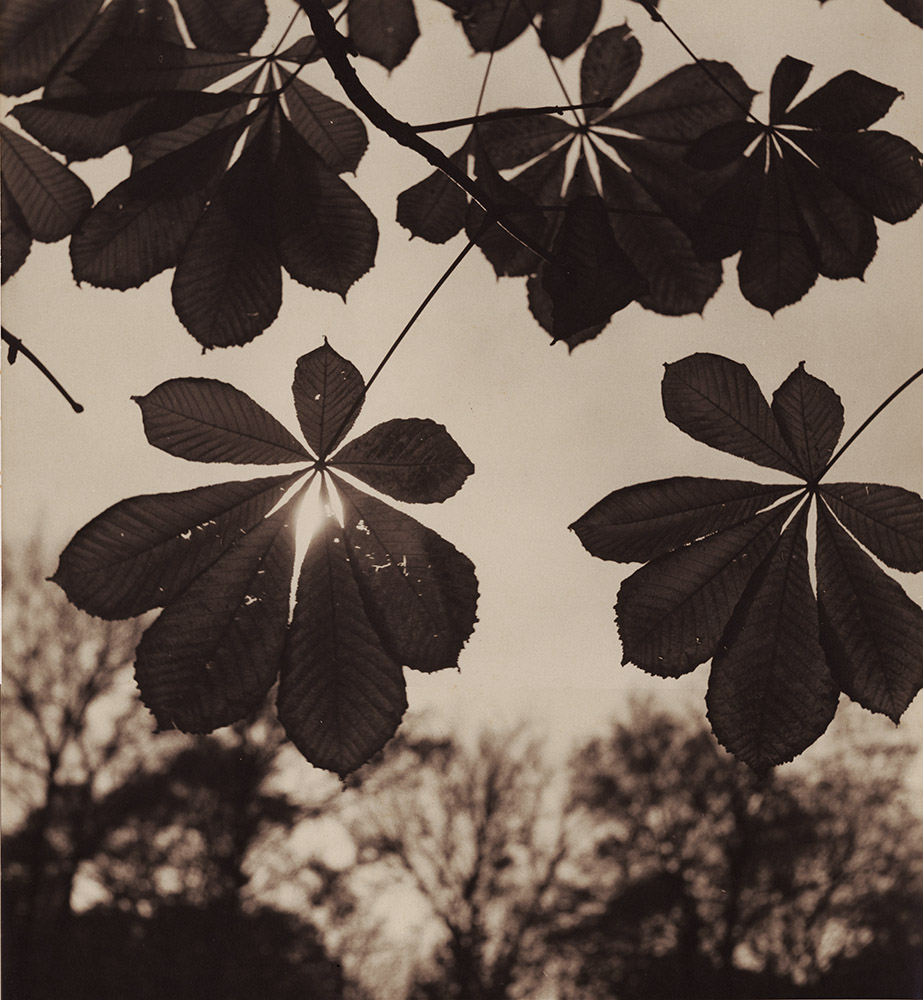 Albert Monier - Chestnut Tree Leaves Albert Monier - Chestnut Tree Leaves