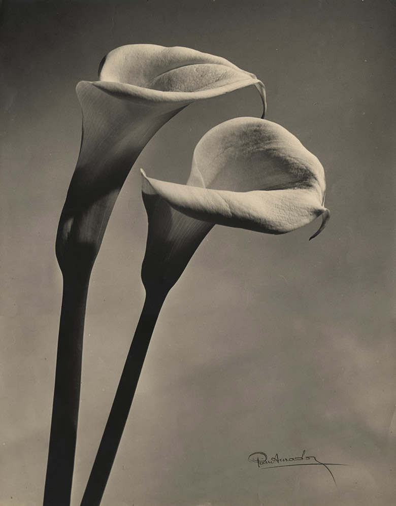 Pierre Auradon - Calla Lilies Pierre Auradon - Calla Lilies