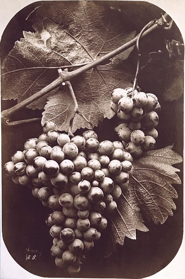 Charles Hippolyte Aubry - A Bunch of Grapes Charles Hippolyte Aubry - A Bunch of Grapes