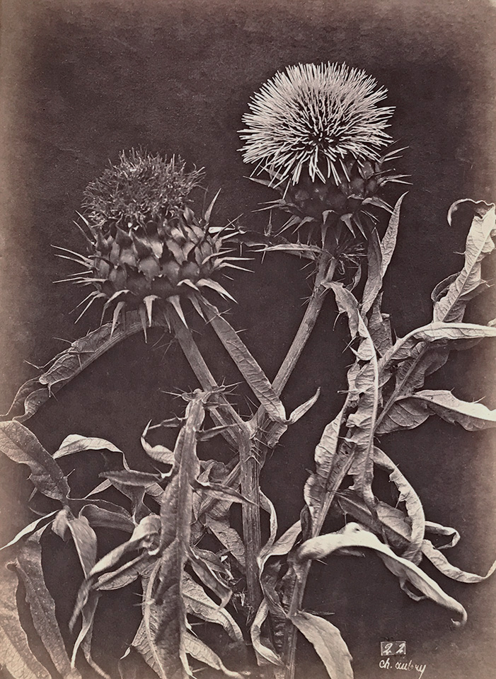Charles Hippolyte Aubry - Thistles Charles Hippolyte Aubry - Thistles