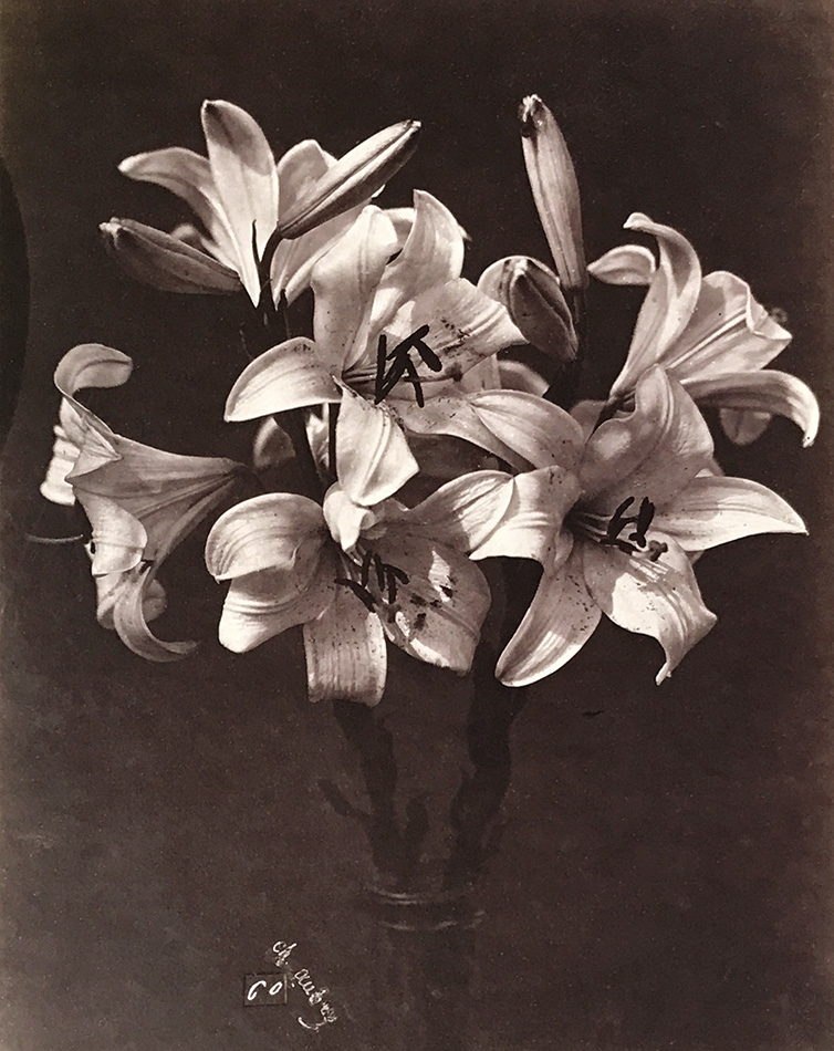 Charles Hippolyte Aubry - Lilies in Glass Vase Charles Hippolyte Aubry - Lilies in Glass Vase