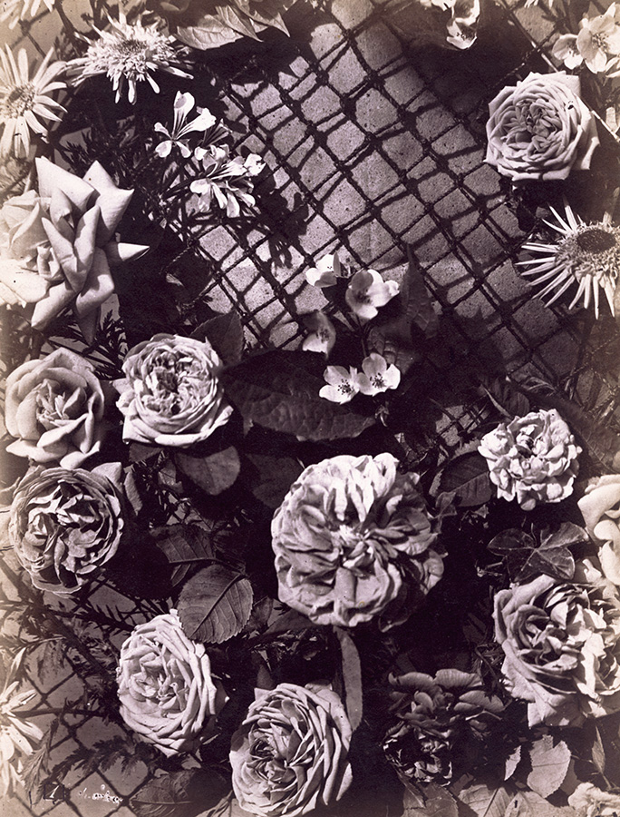 Charles Hippolyte Aubry - Various Roses on Trellis Charles Hippolyte Aubry - Various Roses on Trellis