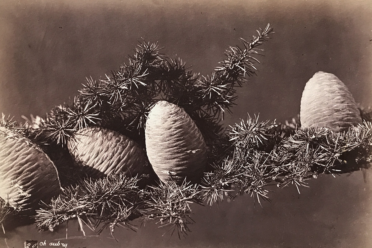 Charles Hippolyte Aubry - Evergreen with Pine Cones Charles Hippolyte Aubry - Evergreen with Pine Cones