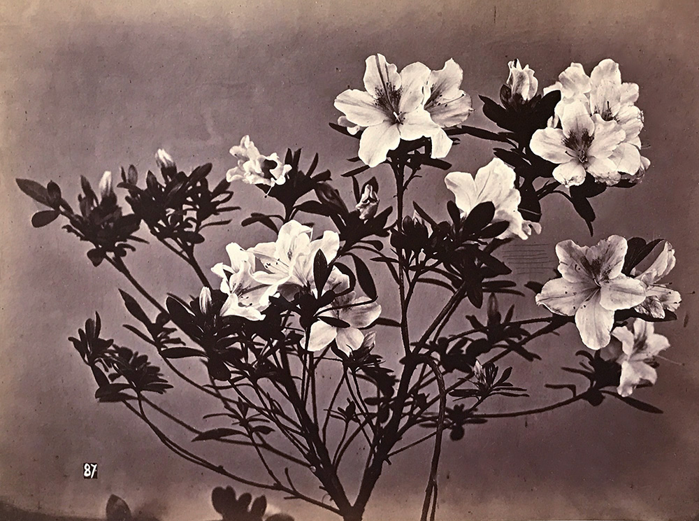 Charles Hippolyte Aubry - Flowering Branches Charles Hippolyte Aubry - Flowering Branches