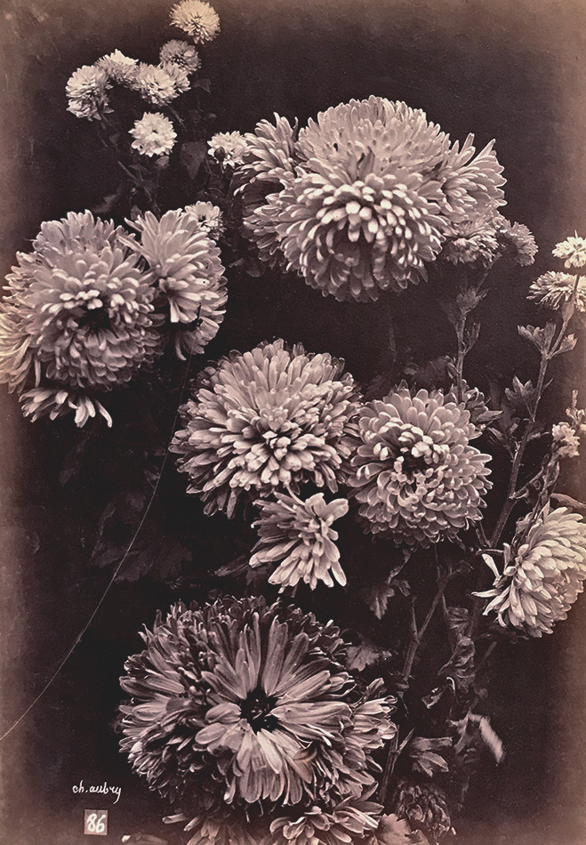 Charles Hippolyte Aubry - Asters (Reines-Marguerites) Charles Hippolyte Aubry - Asters (Reines-Marguerites)