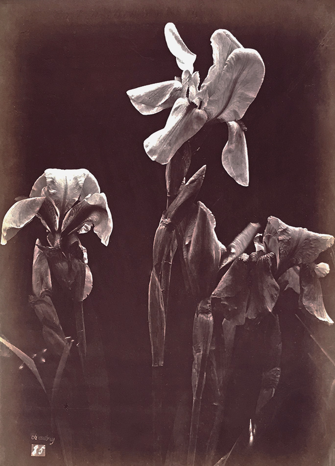 Charles Hippolyte Aubry - Irises Charles Hippolyte Aubry - Irises