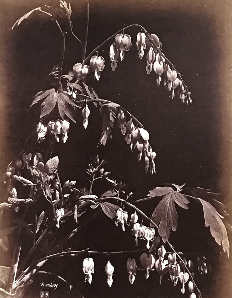 Charles Hippolyte Aubry - Bleeding Heart Flowers (Coeurs de Marie) Charles Hippolyte Aubry - Bleeding Heart Flowers (Coeurs de Marie)