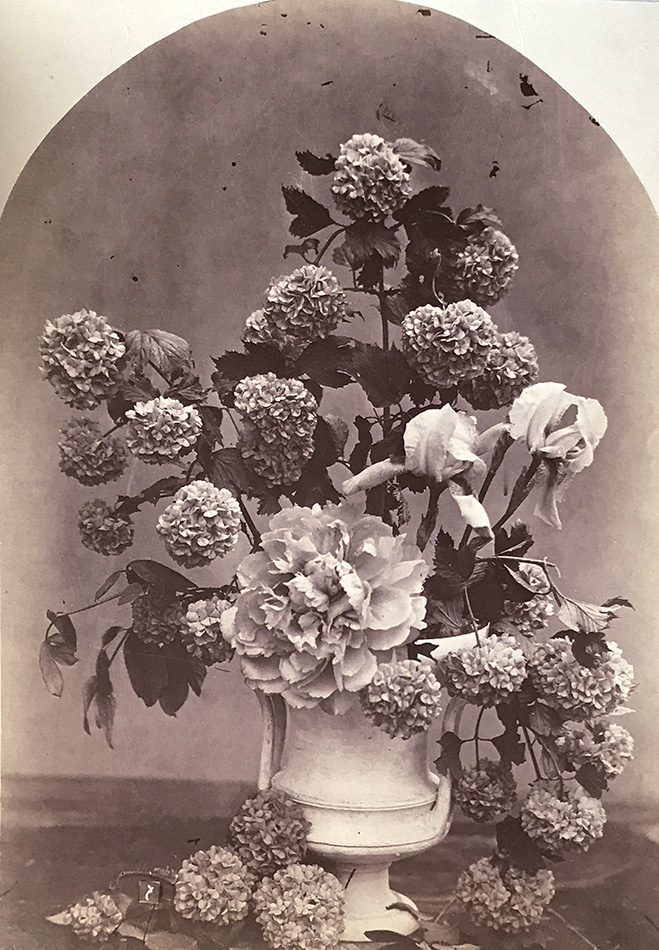 Charles Hippolyte Aubry - Arrangement of Snowball Hydrangeas, Peonies and Irises Charles Hippolyte Aubry - Arrangement of Snowball Hydrangeas, Peonies and Irises