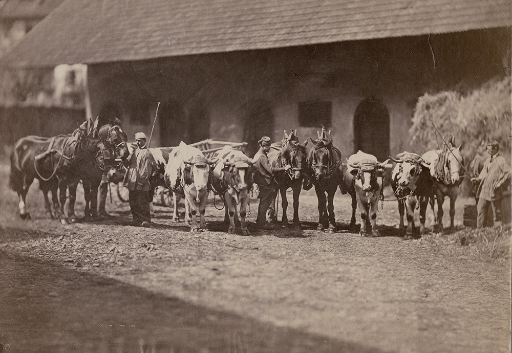 Achille Quinet - Men with Teams of Horses and Oxen Achille Quinet - Men with Teams of Horses and Oxen