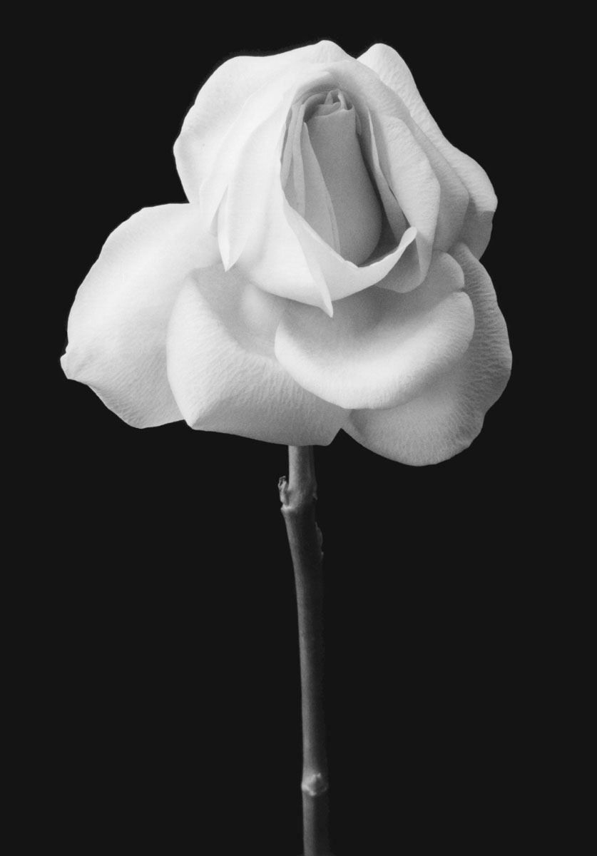 Andrea M. Baldeck - Long Stemmed Rose