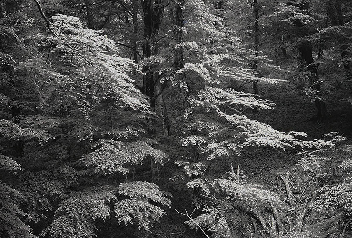 Maria DiElsi - One Day, Umbria Forest, Italy