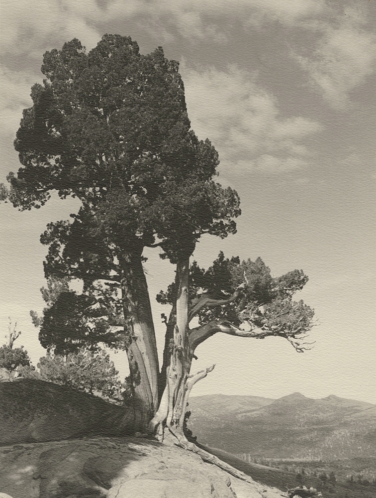 William Edward Dassonville - Huge Ancient Bristlecone Pine Trees in the High Sierra William Edward Dassonville - Huge Ancient Bristlecone Pine Trees in the High Sierra