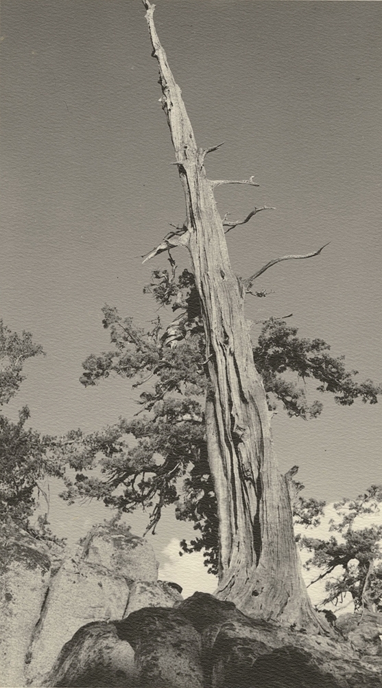 William Edward Dassonville - Ancient Bristlecone Pine Tree in the High Sierra William Edward Dassonville - Ancient Bristlecone Pine Tree in the High Sierra