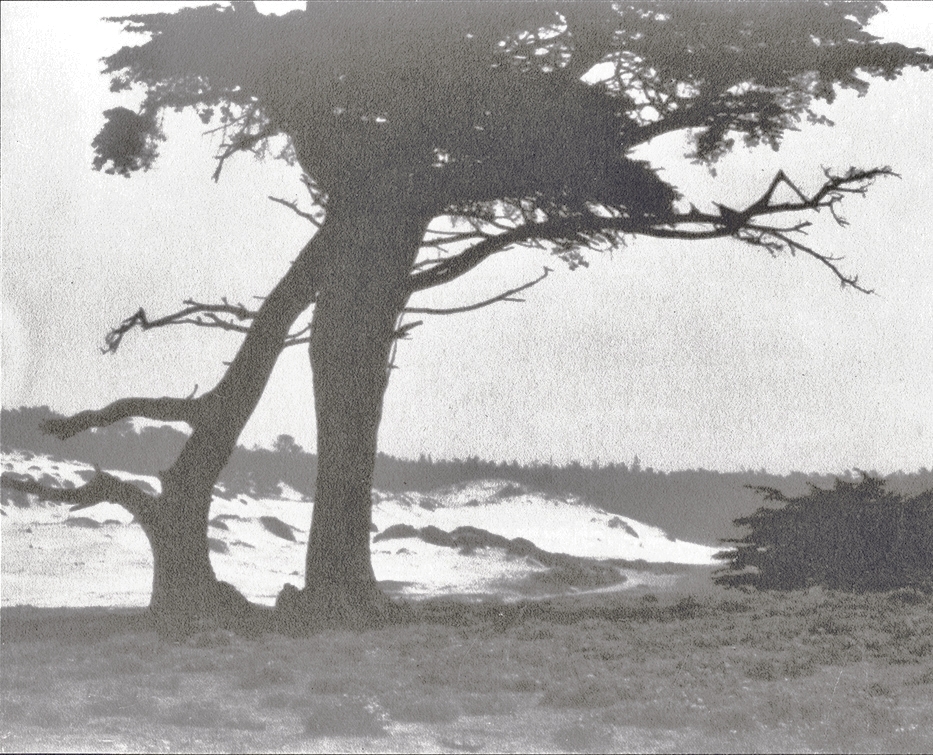 William Edward Dassonville - Trees along Coast William Edward Dassonville - Trees along Coast