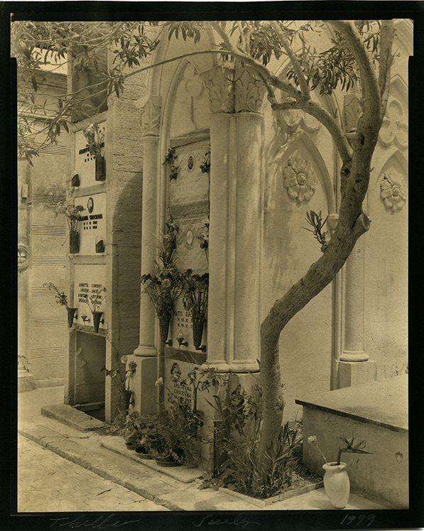 Thomas John Shillea - Curved Tree, Campo Santo, Sicily