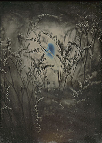 Jerry Spagnoli - Botanical Study Jerry Spagnoli - Botanical Study