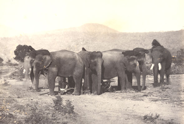 Anonymous - Elephants: Tying Continued and Finished Anonymous - Elephants: Tying Continued and Finished