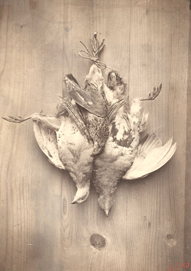 A. S. - Game Birds as Still Life