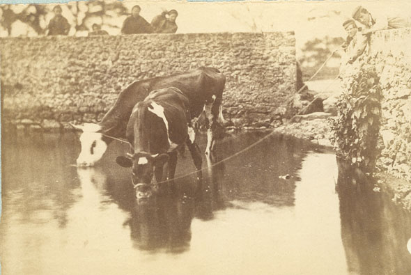 Achille Quinet - Cows at Watering Hole Achille Quinet - Cows at Watering Hole