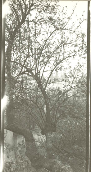 Josef Sudek - Prague Garden Josef Sudek - Prague Garden