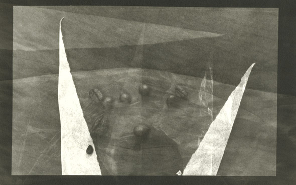 Ludek Vojtechovsky - Untitled (Coffee Beans) Ludek Vojtechovsky - Untitled (Coffee Beans)