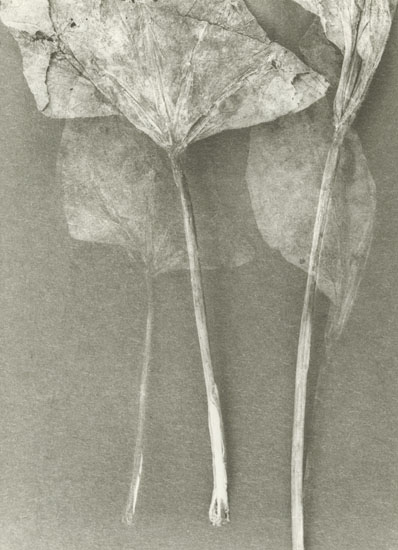 Ludek Vojtechovsky - Untitled (Stems) Ludek Vojtechovsky - Untitled (Stems)