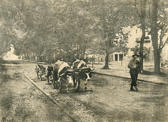 A. P. - Man Leading Oxen Carts up Street A. P. - Man Leading Oxen Carts up Street