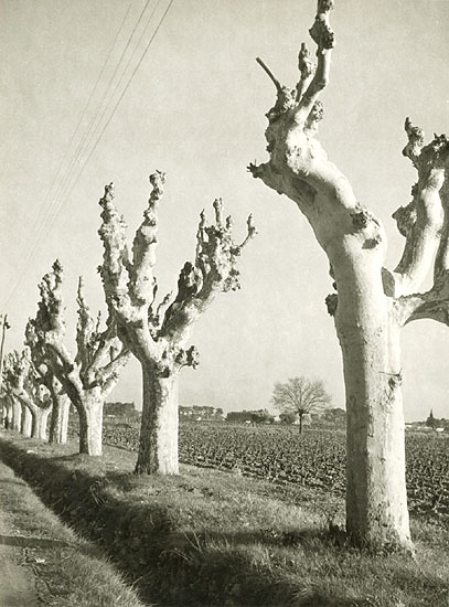 Marcel Bovis - Trees Near Montpellier, France Marcel Bovis - Trees Near Montpellier, France