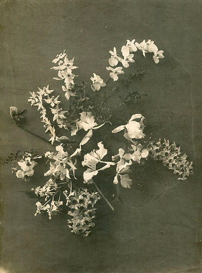 Anonymous - Flower Still Life Anonymous - Flower Still Life