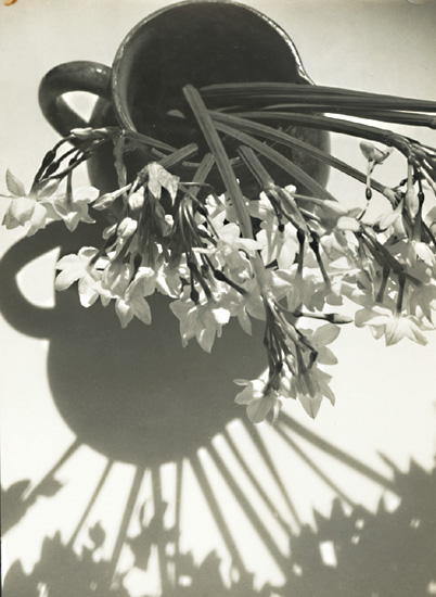 Pierre Auradon - Paperwhite Flowers (Narcisses) in Pottery Pitcher Pierre Auradon - Paperwhite Flowers (Narcisses) in Pottery Pitcher