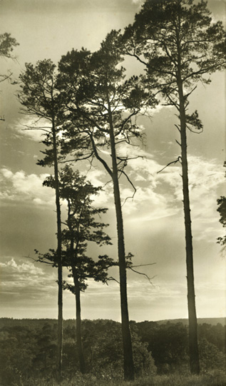 Edith Gerin - Dans la Malmontague (Forest of Fontainebleau)